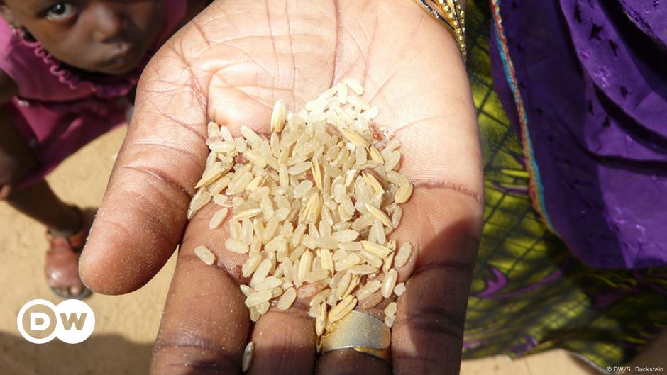 Dezenas de toneladas de arroz desperdiçadas em Angola DW 08 07 2018