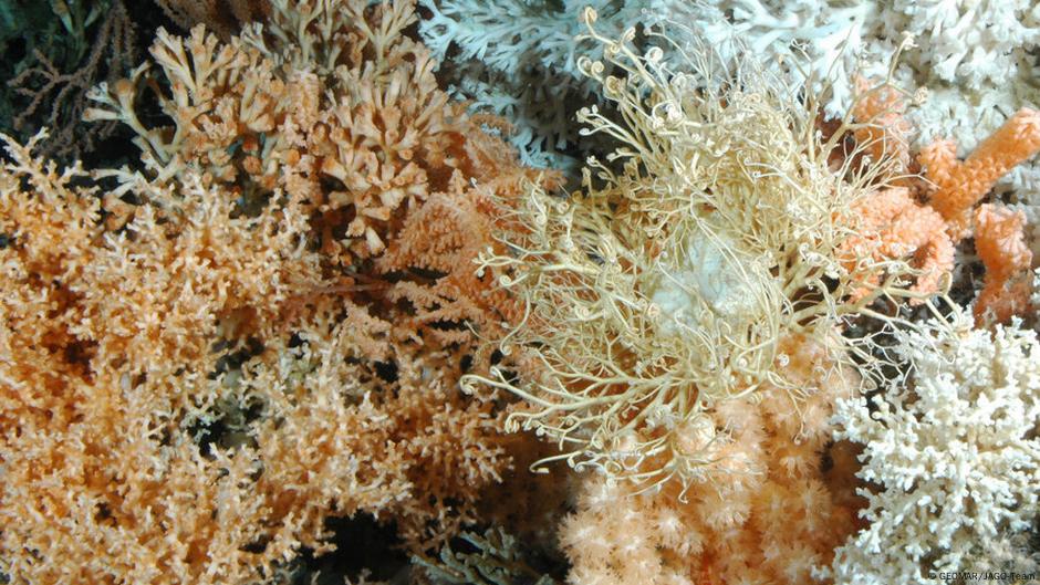 Can Cold Water Corals Survive Climate Change Dw