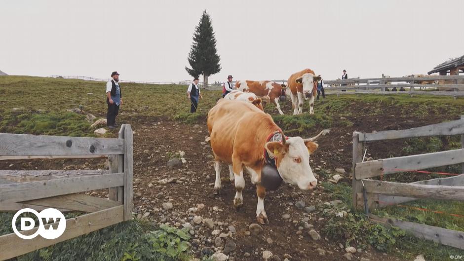 Quirky Traditions Cattle Drive Dw