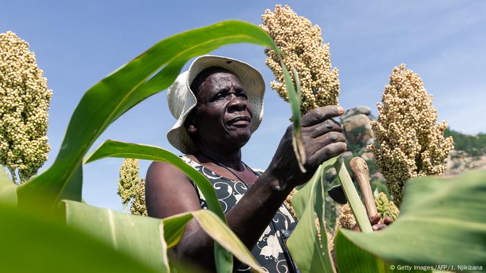 A sorghum farmer in Zimbabwe inspects her crop A sorghum farmer in Zimbabwe inspects her crop