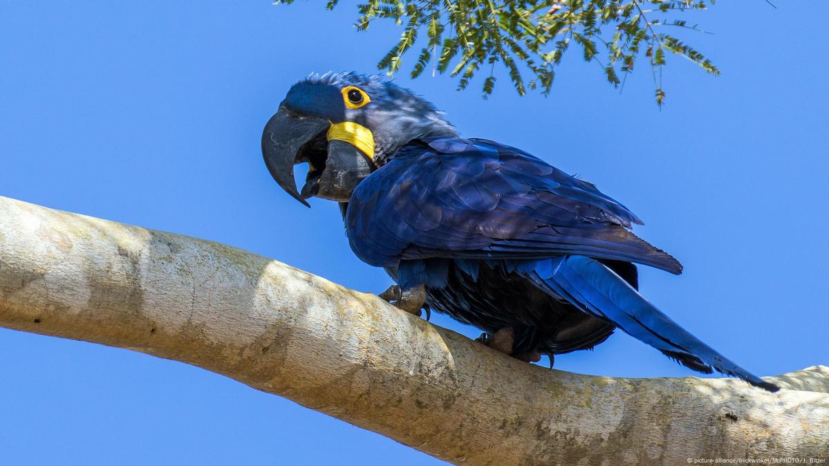 Brasil El Regreso Del Guacamayo Azul DW 06 01 2023