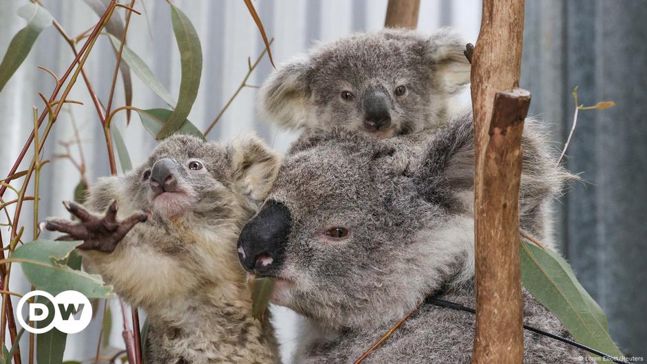 Australia Lists Koala As Endangered In Eastern States Dw