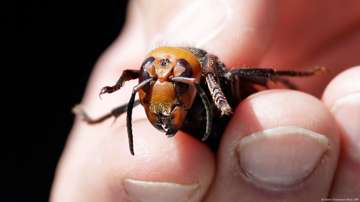 Agresivos Avispones Amenazan A Abejas Dw