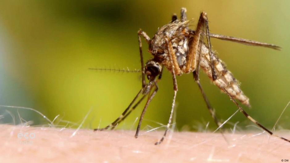 Wiping Out Mosquitoes To Fight Malaria Dw