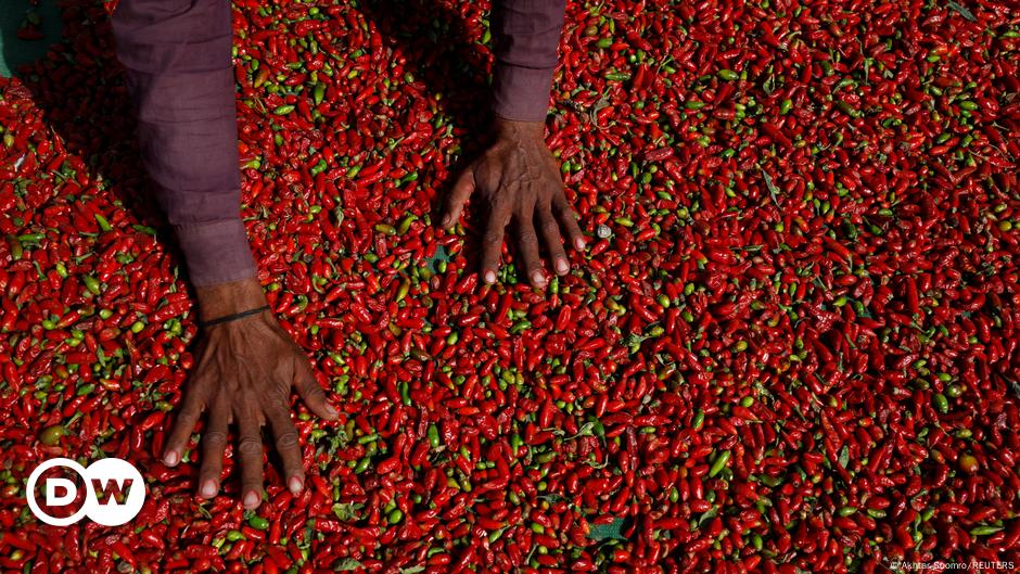 Pakistan Chili Pepper Farmers Struggle With Extreme Climate Conditions