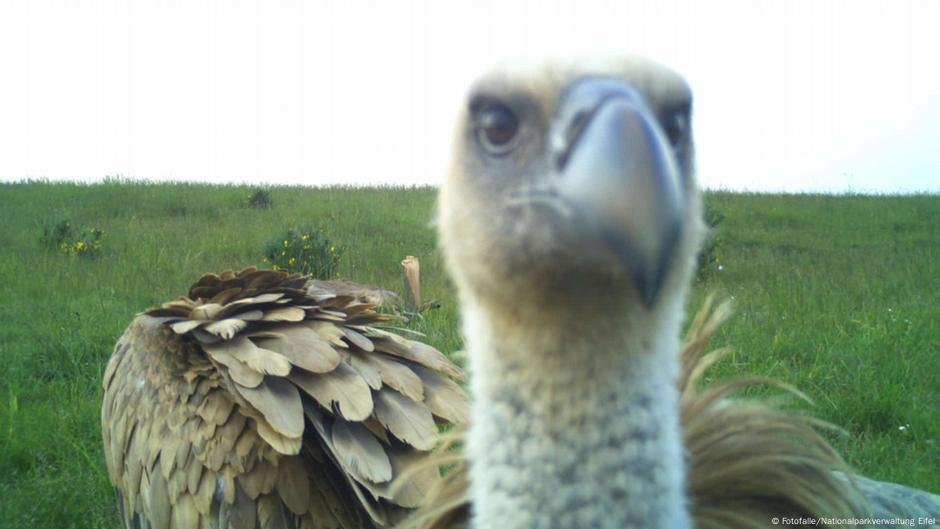 Carrion Vultures Return To The Wild In Germany Dw Time