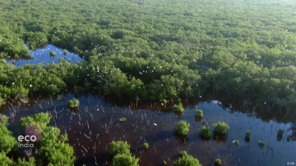 The Sundarbans Severely Affected By Climate Change Dw