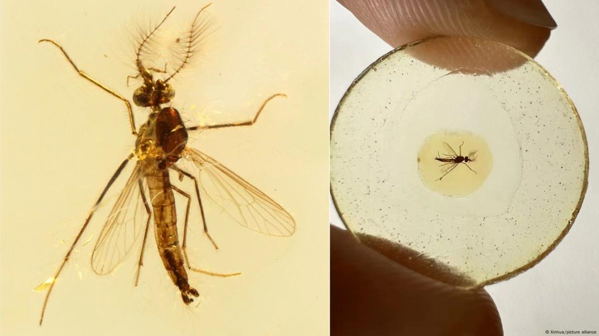 Fósil revela que mosquitos macho también chupaban sangre DW 07 12 2023