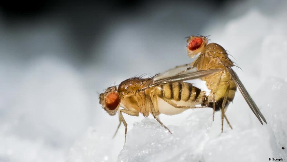 Bug Sex Its Complicated