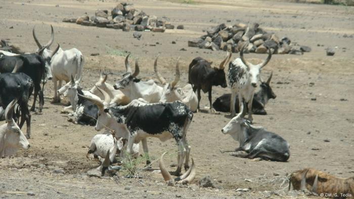 Äthiopien Afar Kühe Rinder in trockener Landschaft
(c) DW/G. Tedla 