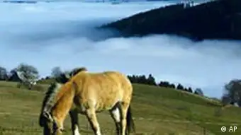 Deutschland Pferd auf dem Schauinsland Wetter
