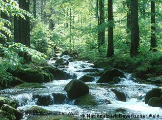 Anonymous peace forests are becoming increasingly popular