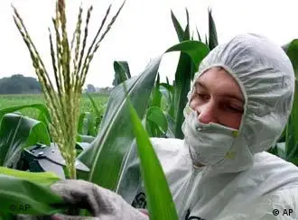 科研人员在检查转基因玉米的生长情况