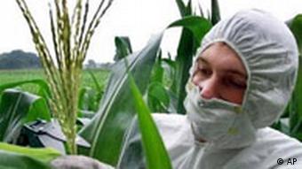 Ein Greenpeace-Aktivist kappt eine Maispflanze (20.07.1999/AP)
