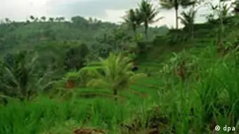 Reisfelder im Regenwald