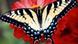 Butterfly on a red flower Butterfly on a red flower