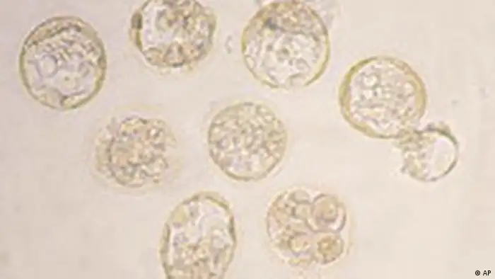 Geklonte Embryonen in Südkorea (AP)