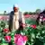 Afghanistan produces 90 percent of the world's opium