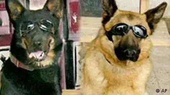 Deutsche Schäferhunde mit Schutzbrillen