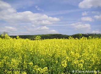Rapeseed is a very efficient and inexpensive source of energy.