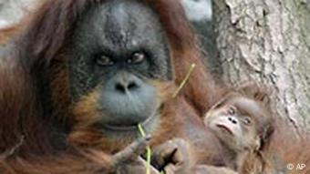 Orang-Utan Nachwuchs in Hagenbeck