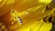 Eine Biene fliegt in eine Sonnenblume (Foto: AP) Eine Biene fliegt in eine Sonnenblume (Foto: AP)