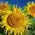 Sonnenblumen (Foto: AP)