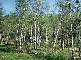 西伯利亚大森林