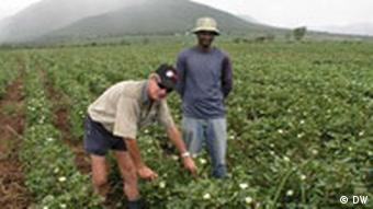 Gentech-Baumwollfelder in Kwatzulu-Natal Südafrika