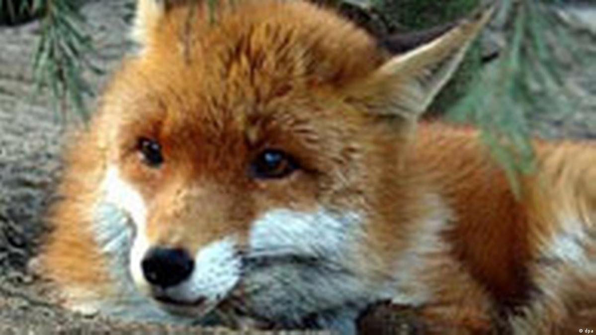 European red foxes fur boa
