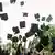 Graduating students throw mortarboards in the air