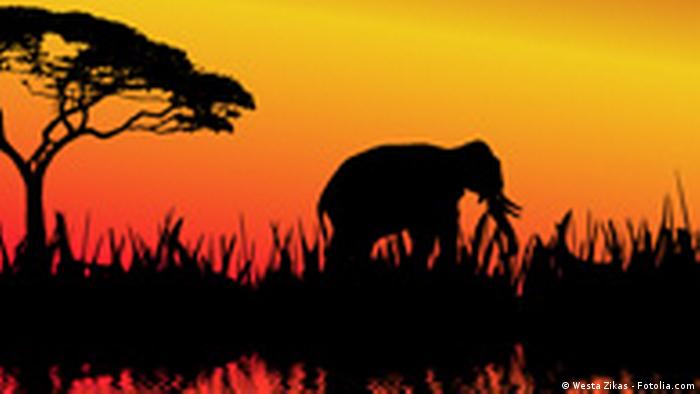 Afrika e Jugut, safari një ndër aktivitetet e preferuara për pushuesit
