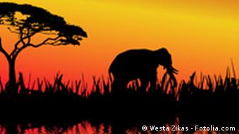 Afrika Elefant Silhouette