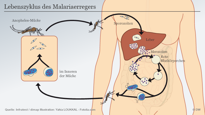 Infografik Der Lebenszyklus des Malariaerregers
