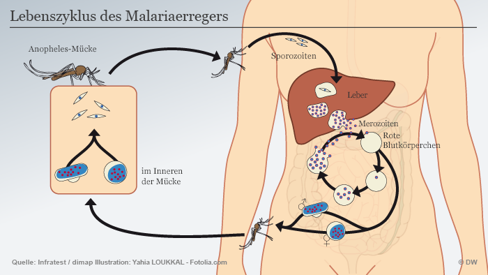 Infografik zum Lebenszyklus des Malariaerregers 