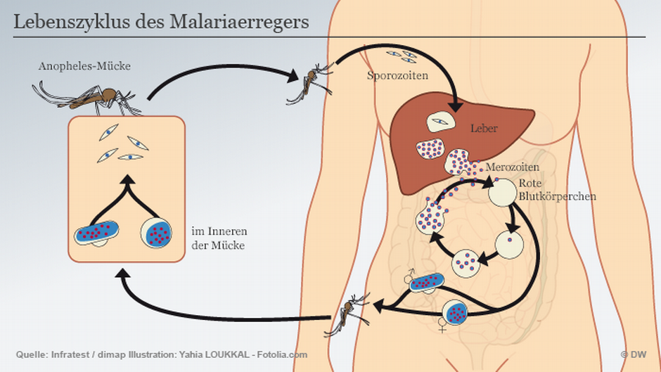 Mucken Darmpilz Verhindert Ubertragung Von Malaria Wissen Umwelt Dw 05 05 2020