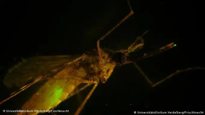 Malariaerreger (grün fluoreszierend) in einer Anopheles-Mücke (Bild: Universitätsklinikum Heidelberg/Frischknecht)