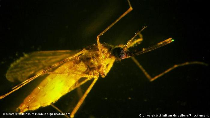 Malaria-Erreger in einer Anopheles-Mücke, leuchtend markiert. 