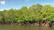 Mangroves have long roots that help tackle soil erosion Mangroves have long roots that help tackle soil erosion