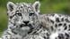 Young snow leopard Young snow leopard
