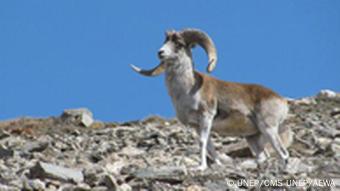 Marcopolo sheep endangered species from Afghanistan