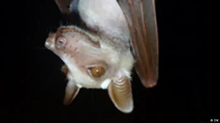 Fledermäuse Viren