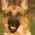 Schaeferhund Portraet Keine Weitergabe an Drittverwerter.