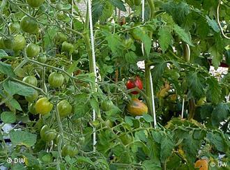 Grüne Tomaten. Foto: Anne Thomas