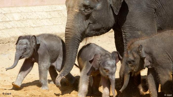 Three baby elephants with a grown up elephant