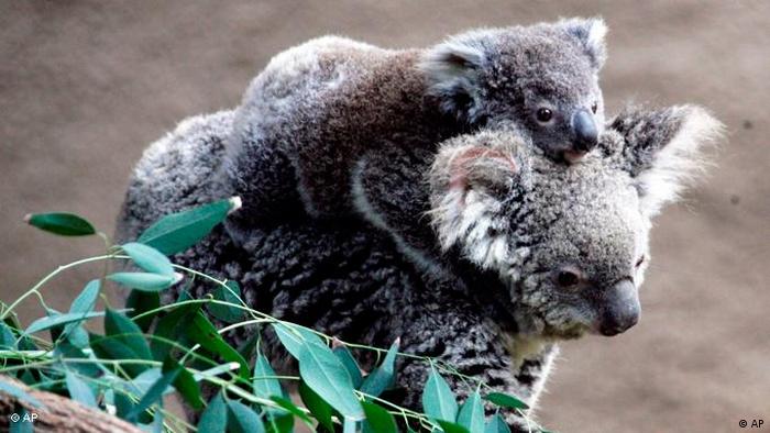 世界睡眠日 动物睡相大比拼 所有节目 Dw 21 03 17