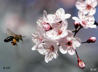 Eine Biene fliegt auf einen Kirschblütenzweig
