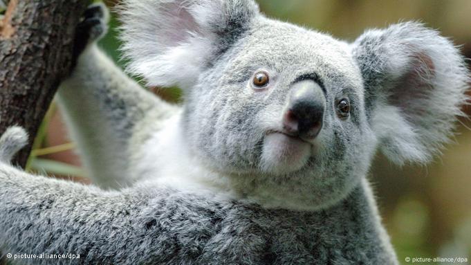 KoalaGehege im Zoo in Duisburg Flash-Galerie