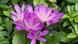 Autumn crocus Autumn crocus