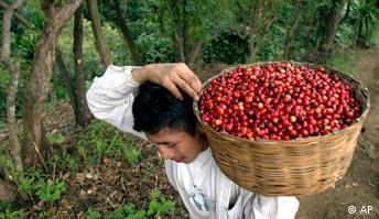 Kaffeeernte in Guatemala